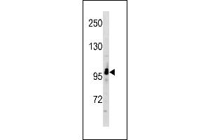 RUNDC2A Antibody (C-term) (ABIN1881769 and ABIN2843254) western blot analysis in A549 cell line lysates (35 μg/lane). (SNX29 anticorps  (C-Term))