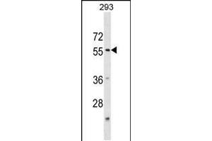 Western blot analysis in 293 cell line lysates (35ug/lane). (KATNA1 anticorps  (N-Term))