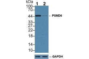 Knockout Varification: Lane 1: Wild-type 293T cell lysate, Lane 2: PSMD6 knockout 293T cell lysate, Predicted MW: 52,46,41kd Observed MW: 45kd Primary Ab: 1 μg/mL Rabbit Anti-Human PSMD6 Antibody Second Ab: 0.
