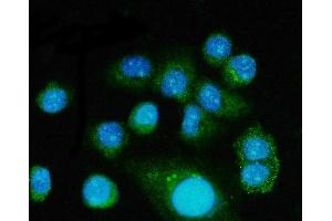 IF analysis of FGF2 using anti-FGF2 antibody (ABIN7603215). (FGF2 anticorps  (N-Term))