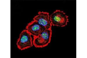 Confocal immunofluorescent analysis of Src antibody with MCF-7 cells followed by Alexa Fluor 488-conjugated goat anti-rabbit lgG (green).