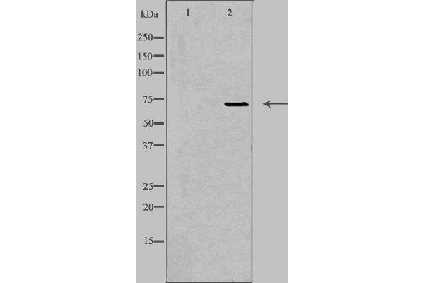 EMR3 anticorps  (C-Term)