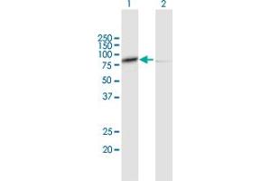 Western Blot analysis of CAPN1 expression in transfected 293T cell line by CAPN1 MaxPab polyclonal antibody.