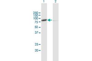 Western Blot analysis of CAPN1 expression in transfected 293T cell line by CAPN1 MaxPab polyclonal antibody. (CAPNL1 anticorps  (AA 1-714))