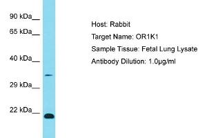 Host: Rabbit Target Name: OR1K1 Sample Type: Fetal Lung lysates Antibody Dilution: 1. (OR1K1 anticorps  (C-Term))