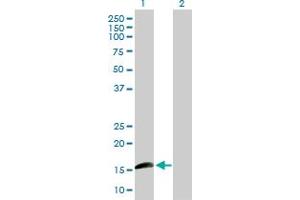 Western Blot analysis of ID1 expression in transfected 293T cell line by ID1 MaxPab polyclonal antibody.