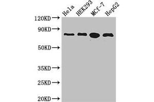 Western Blot Positive WB detected in: Hela whole cell lysate, HEK293 whole cell lysate, MCF-7 whole cell lysate, HepG2 whole cell lysate All lanes: RTF1 antibody at 3. (RTF1 anticorps  (AA 620-670))