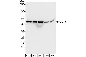 Western Blotting (WB) image for anti-Chaperonin Containing TCP1, Subunit 7 (Eta) (CCT7) (AA 493-543) antibody (ABIN7450086)