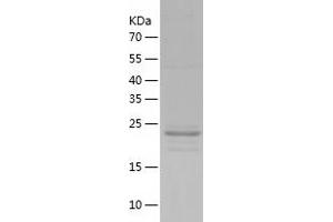 Western Blotting (WB) image for Protease, serine, 3 (PRSS3) (AA 81-304) protein (His-IF2DI Tag) (ABIN7124613)