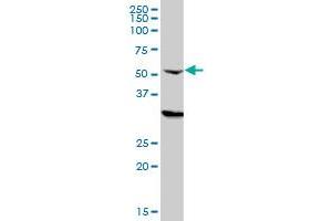 CPSF6 monoclonal antibody (M10), clone 3F11.