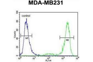 Flow cytometric analysis of MDA-MB231 cells using KCNT2 / SLICK Antibody (C-term) Cat. (KCNT2 anticorps  (C-Term))