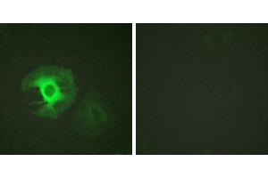 Peptide - +Immunofluorescence analysis of HeLa cells, using Caldesmon (Ab-789) antibody. (Caldesmon anticorps  (Ser789))