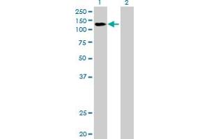 Western Blot analysis of DDX42 expression in transfected 293T cell line by DDX42 MaxPab polyclonal antibody.