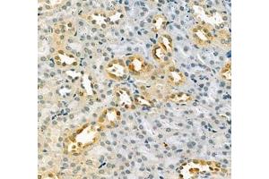 Immunohistochemistry of paraffin embedded mouse kidney using LOXL4 (ABIN7074541) at dilution of 1:400 (400x lens)