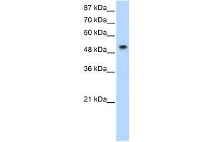 WB Suggested Anti-SNRP70 Antibody Titration:  0. (SNRNP70 anticorps  (N-Term))