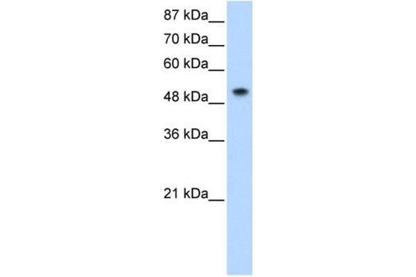 SNRNP70 Antikörper  (N-Term)