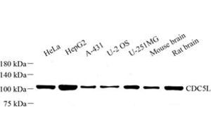 Western blot analysis of CDC5L (ABIN7073412) at dilution of 1: 500 (CDC5L anticorps)
