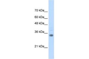 Western Blotting (WB) image for anti-Homeobox B4 (HOXB4) antibody (ABIN2461927) (HOXB4 anticorps)