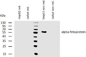 Western blotting analysis of human alpha-fetoprotein using mouse monoclonal antibody AFP-11 on lysates of HepG2 cell line and Jurkat cell line (negative control) under reducing and non-reducing conditions. (alpha Fetoprotein anticorps)