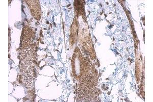 IHC-P Image Lamin A + C antibody detects Lamin A + C protein at nuclear envelope on mouse skin by immunohistochemical analysis. (Lamin A/C anticorps)