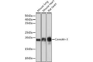 Western blot analysis of extracts of various cell lines, using Caveolin-3 Rabbit mAb (ABIN7266157) at 1:1000 dilution. (Caveolin 3 anticorps)
