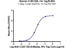 Immobilized Human CLEC12A at 0. (CLEC12A Protein (His tag))