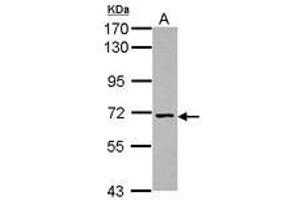Image no. 1 for anti-Nicalin (NCLN) (Internal Region) antibody (ABIN1496088) (Nicalin anticorps  (Internal Region))