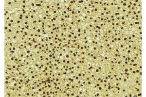 ABIN6276714 at 1/100 staining Mouse liver tissue by IHC-P. (ANG anticorps  (Internal Region))