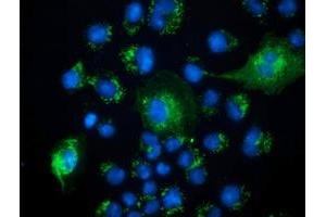 Immunofluorescence (IF) image for anti-Peroxisomal Trans-2-Enoyl-CoA Reductase (PECR) antibody (ABIN1500149) (PECR anticorps)