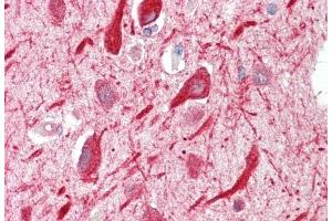 ABIN184649 (5 μg/mL) staining of paraffin embedded Human Cortex.