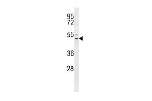 EDG6 Antibody (R23) (ABIN652182 and ABIN2840605) western blot analysis in NCI- cell line lysates (35 μg/lane).