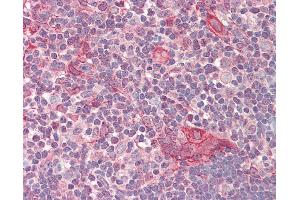 Anti-NUSAP1 / NUSAP antibody IHC staining of human thymus. (NUSAP1 anticorps  (AA 360-409))
