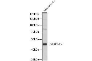 Western blot analysis of extracts of mouse testis, using SERPINE2 antibody (ABIN7270246) at 1:1000 dilution.