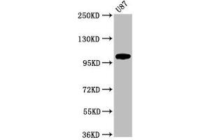 Western Blot Positive WB detected in: U87 whole cell lysate All lanes: LGR6 antibody at 2. (LGR6 anticorps  (AA 839-962))