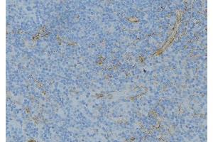 ABIN6276744 at 1/100 staining Human lymph node tissue by IHC-P. (ABO anticorps  (N-Term))