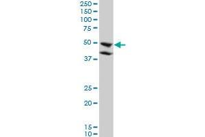 BMP7 monoclonal antibody (M01), clone M1-F8.