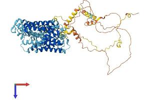 AlphaFold protein structure predicition of Human Recombinant SLC12A8 Protein, UniprotID A0AV02