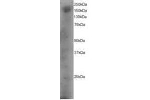 Image no. 1 for anti-Dedicator of Cytokinesis 1 (DOCK1) (AA 1852-1865) antibody (ABIN295982) (DOCK1 anticorps  (AA 1852-1865))