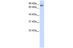 WB Suggested Anti-TMCO3 Antibody Titration:  0. (TMCO3 anticorps  (N-Term))