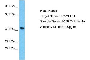 Host: Rabbit Target Name: PRAMEF11 Sample Tissue: Human A549 Whole Cell Antibody Dilution: 1ug/ml (PRAMEF11 anticorps  (Middle Region))