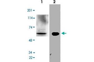 Western Blot analysis of mouse liver tissue lysate and N2a cell lysate with GATA2 polyclonal antibody  at 1:500 dilution. (GATA2 anticorps  (N-Term))