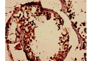 Immunohistochemistry analysis of human testis tissue using ABIN7159195 at dilution of 1:100