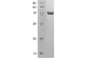 Validation with Western Blot