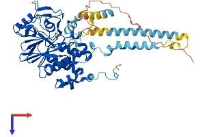 AlphaFold protein structure predicition of Mouse Recombinant Ppp3cc Protein, UniprotID P48455