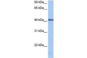ApoBEC3F antibody used at 0.