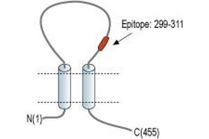 Representative domain view of the target of ABIN7581934.
