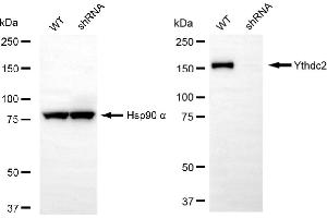 Western blotting analysis using Ythdc2 antibody (ABIN7800884). (Recombinant YTHDC2 anticorps)