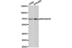 Western Blotting (WB) image for anti-rho GTPase Activating Protein 25 (ARHGAP25) antibody (ABIN1871078) (ARHGAP25 anticorps)