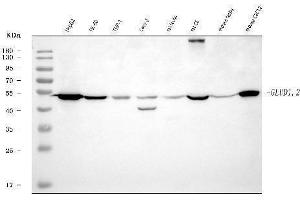 Western blot analysis of GLUD1/2 using anti-GLUD1/2 antibody (ABIN7602000). (GLUD1 / GLUD2 (AA 54-553) anticorps)