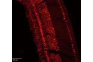Retinae were collected from adult White Leghorn chicken and fixed in the eyecup for two hours in 4 % Paraformaldehyde (in PBS).